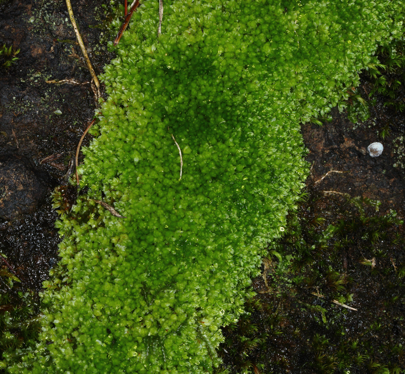 Plagiomnium ellipticum